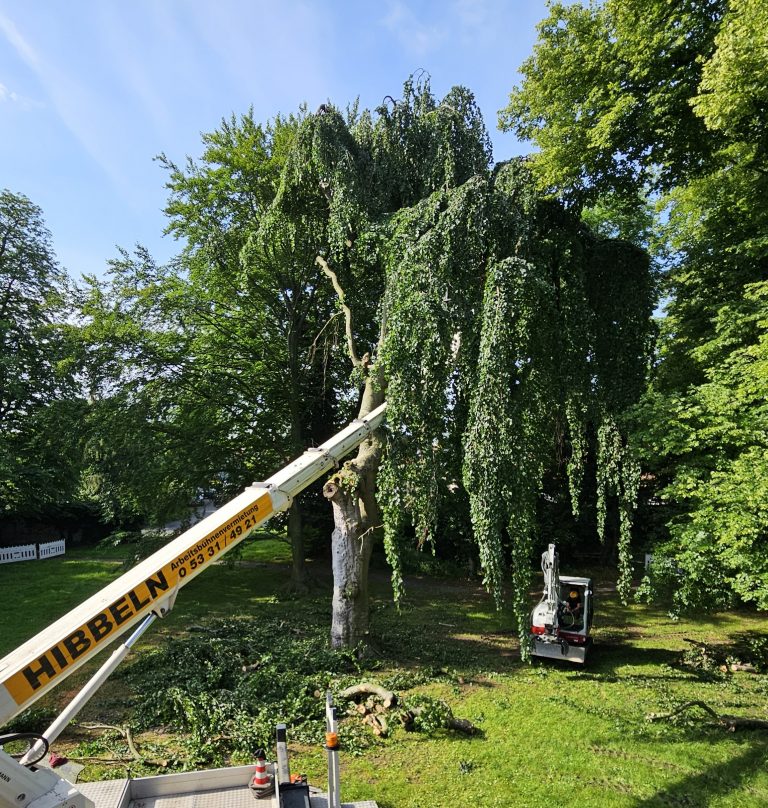 Hochzeitsbaum im Herrenhauspark musste gefällt werden