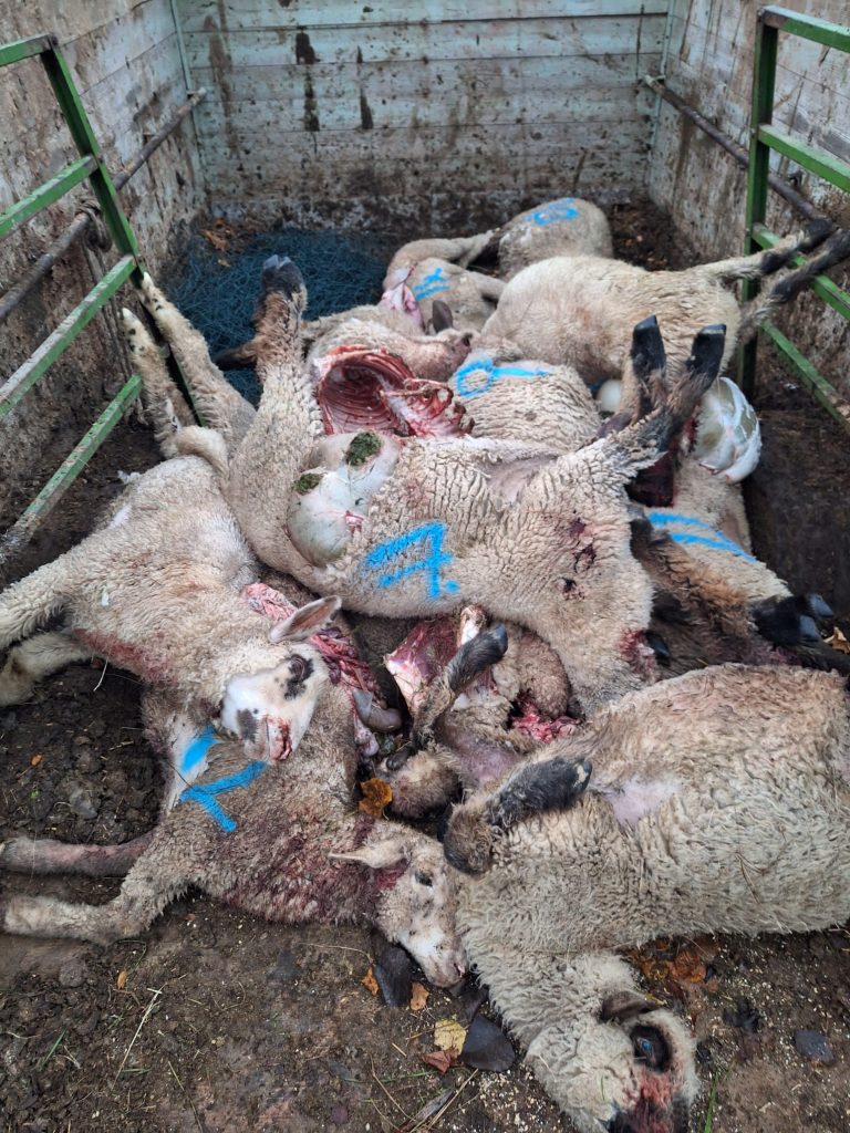 Wolfsangriff auf Schafherde im Wohld bei Schandelah