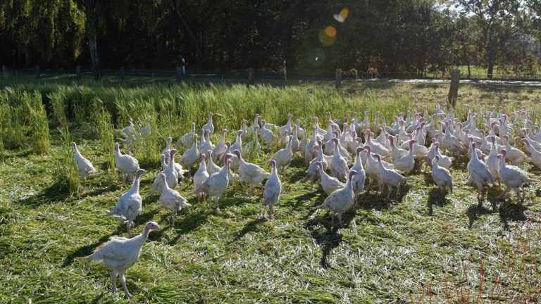 Geflügelpest: Aufhebung der Schutz- und Überwachungszone zum 10. März