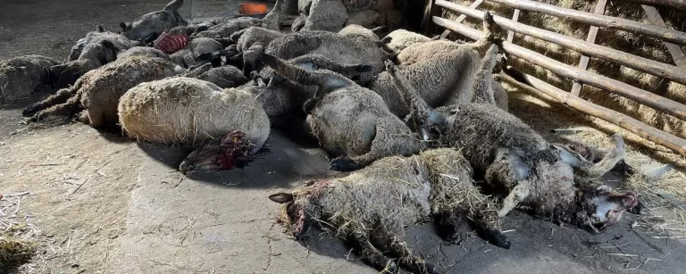 Wolfsriss bei Scheppau: Mehr als 30 Schafe tot