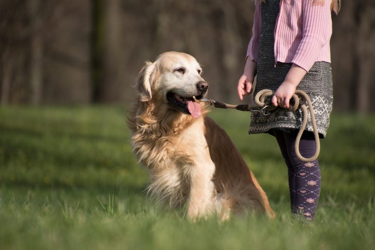 Sharons Hundesalon zieht nach Cremlingen Sharons Hundesalon zieht nach Cremlingen