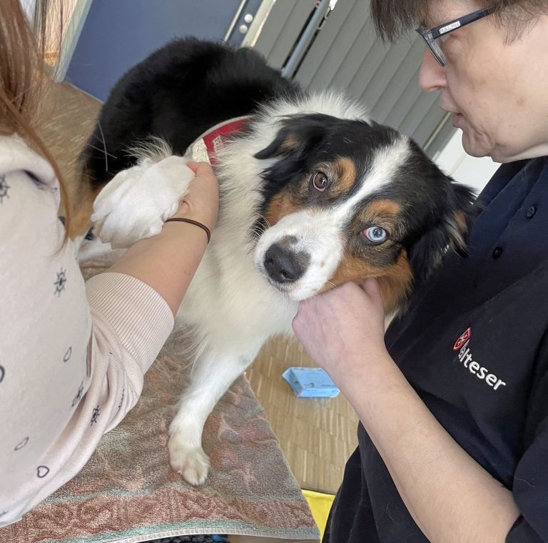 Die Mund-zu-Hund-Beatmung!