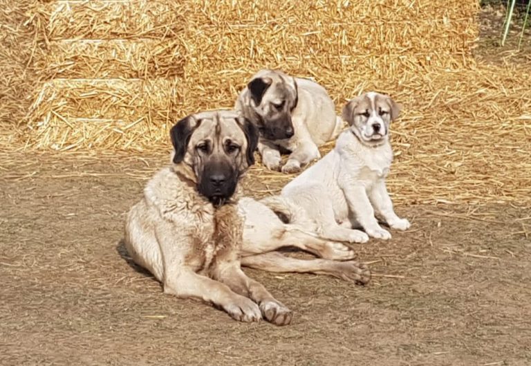 Herdenschutzhunde in den Herzogsberge im Einsatz Herdenschutzhunde in den Herzogsberge im Einsatz
