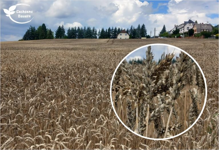 Aprilwetter im Sommer – Bangen um Weizenernte