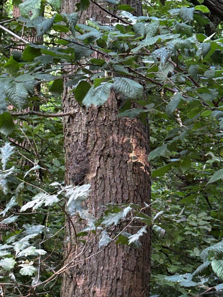 Präventive Maßnahme dürfte die Entnahmen der Nester von den befallenen  Eichen ergänzen.