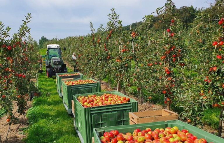 Ab September hat der Obsthof Molks auch wieder Sonntags geöffnet