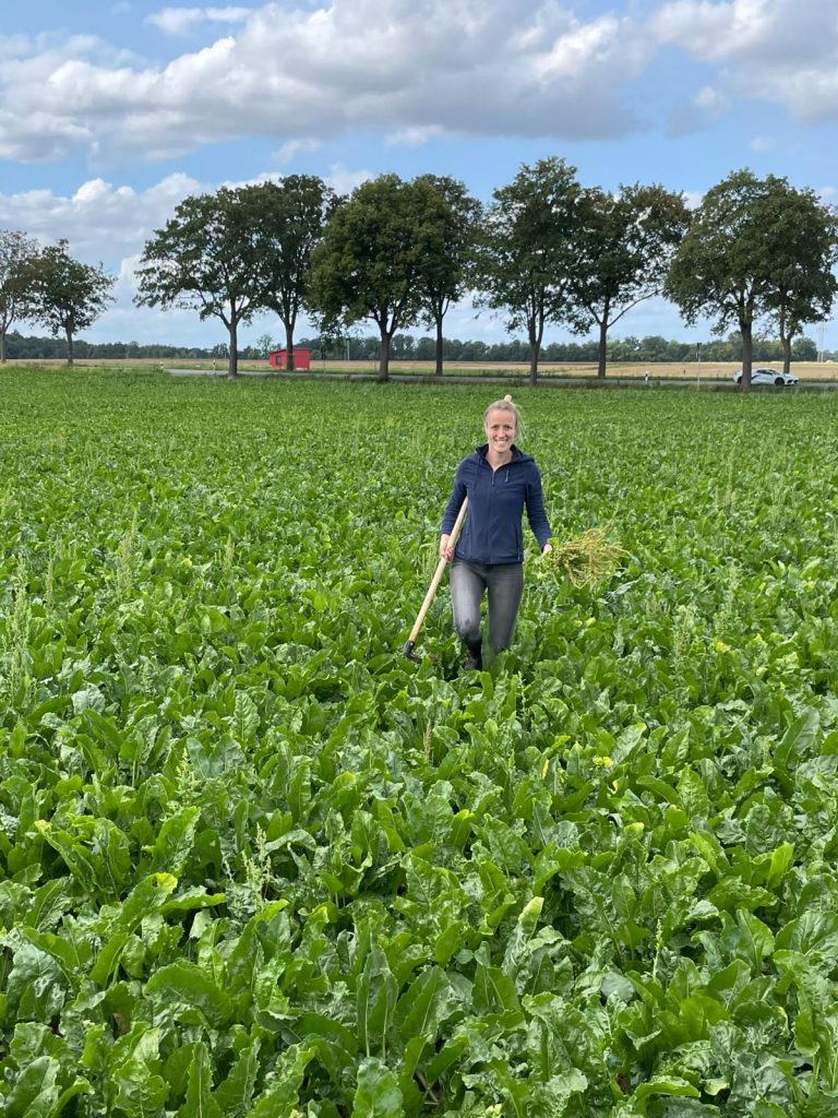Landvolk Braunschweig: Getreideernte mit starken Schwankungen – Sorgenfalten vor Schädling in den Zuckerrüben