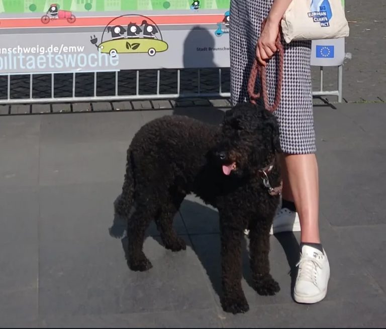 WF: Königspudel entlaufen- Polizei warnt vor Annäherung!