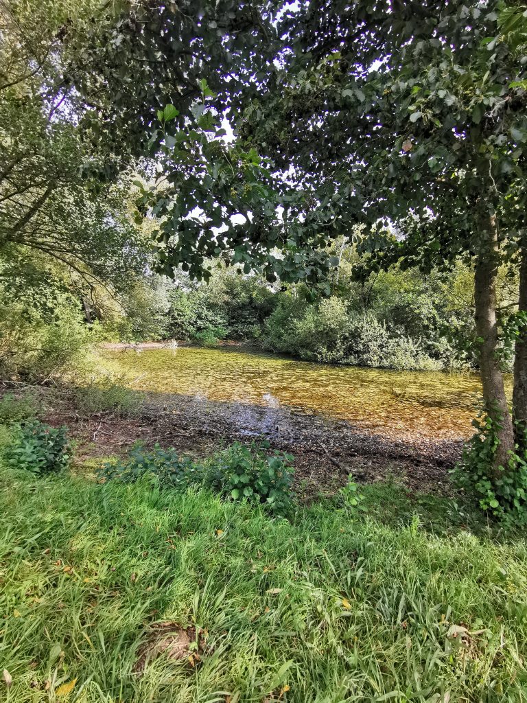 Stillstand am Ententeich: Schandelah wartet vergeblich auf Renaturierung