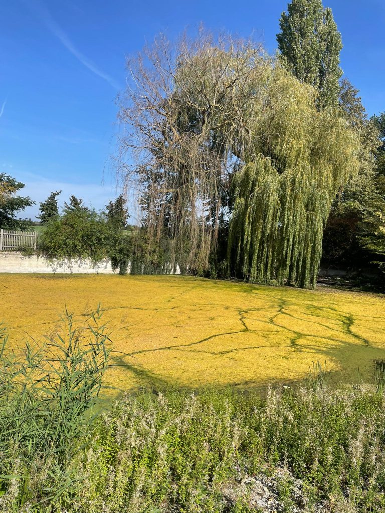 Stillstand auch in Hemkenrode – Dorfteich bleibt weiter ausgetrocknet
