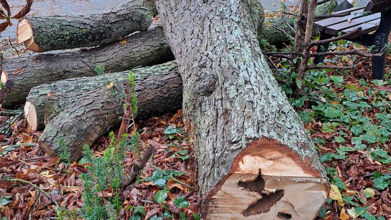 Alle Bäume entlang der Allee auf dem Hauptfriedhof Wolfenbüttel müssen gefällt werden