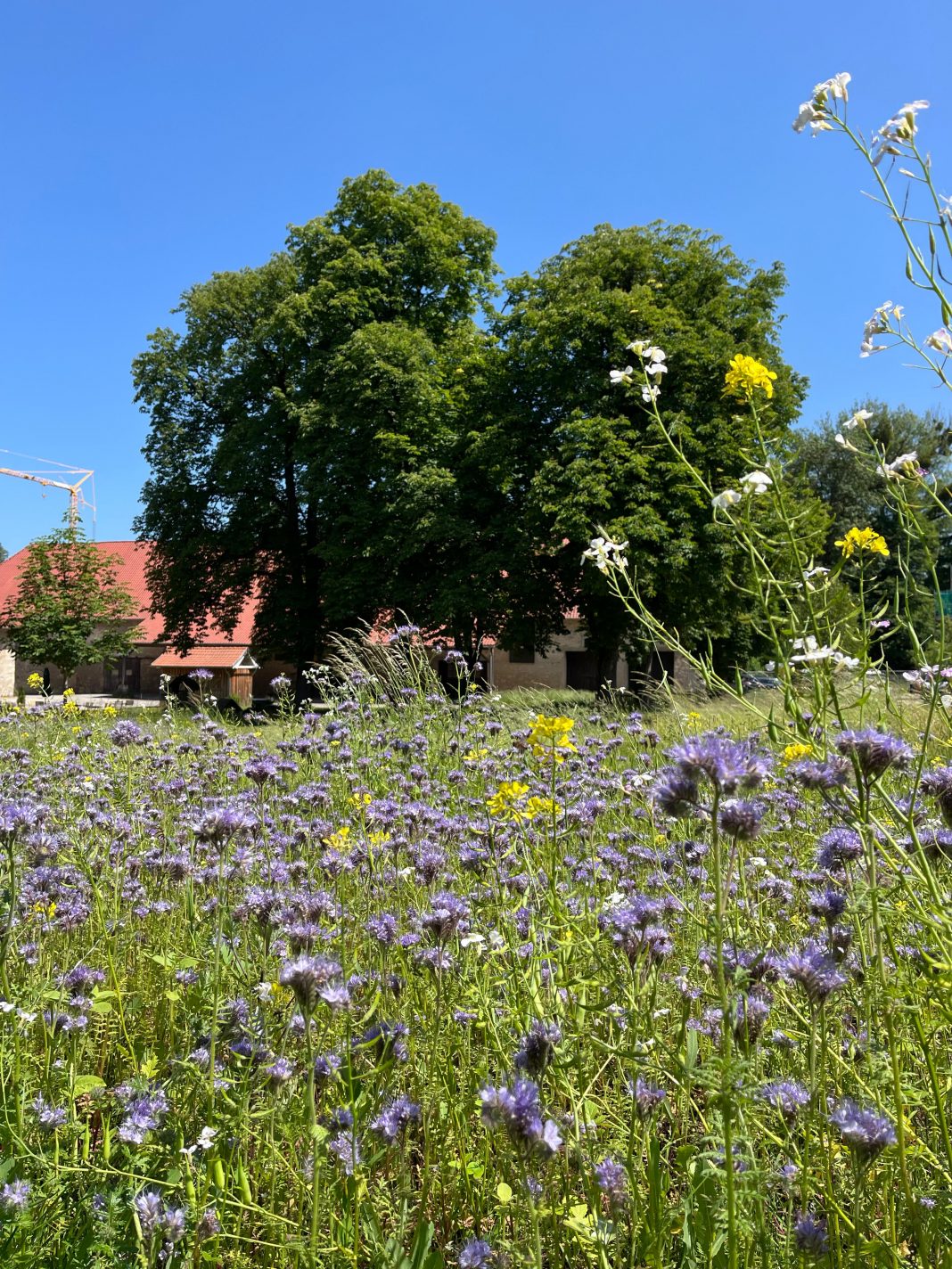 RittergutLucklum.Wirtschaftshof.Blühstreifen