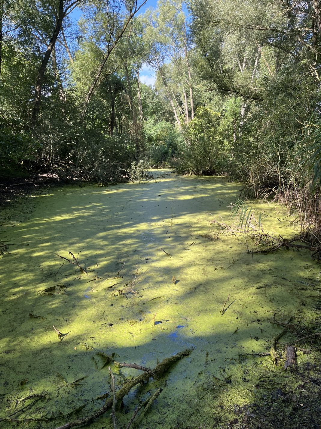 Großer Teich Hordorf
