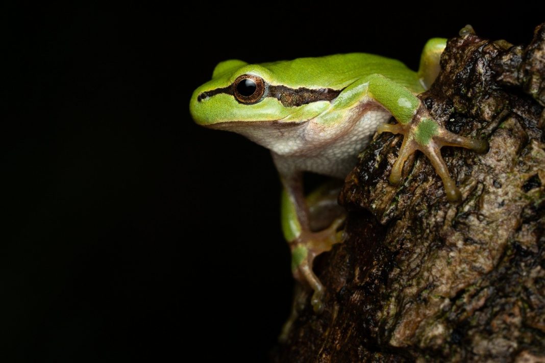 Bild - Frosch (c)Dr. Sven Gippner