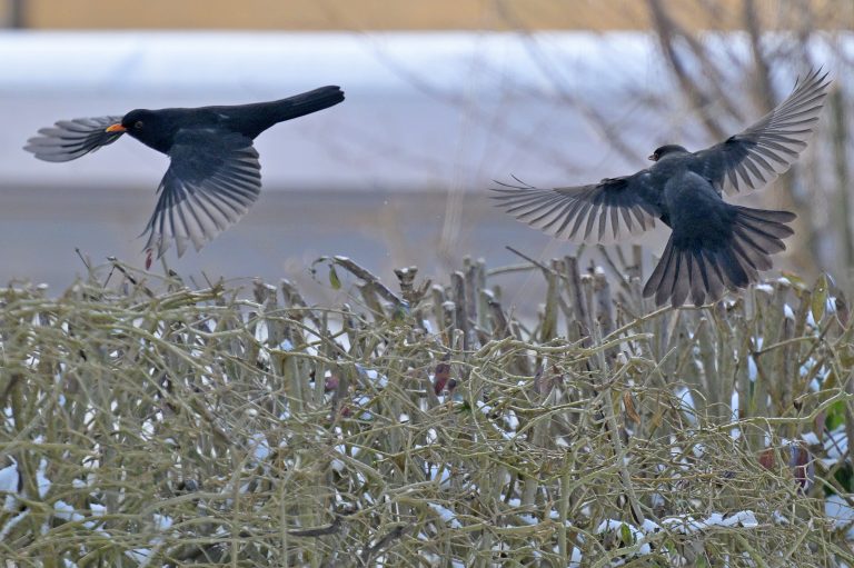 Gartenarbeit im Winter: Warum Sie im Februar die letzte Chance für einen Heckenschnitt nutzen sollten