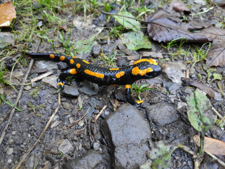 Wanderungszeit von Kröten, Fröschen und Molchen beginnt