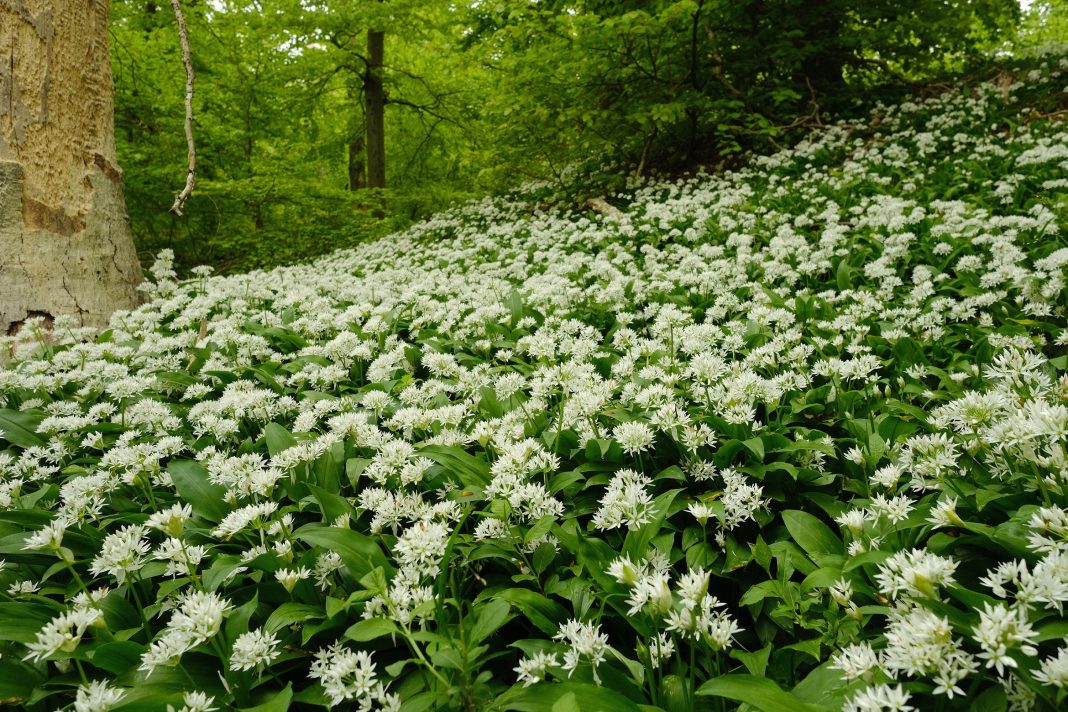 Dorm_Frühblüher_Mail