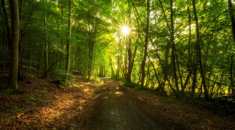 Waldbaden nach Shinrin Yoku – die Natur ist die beste Apotheke