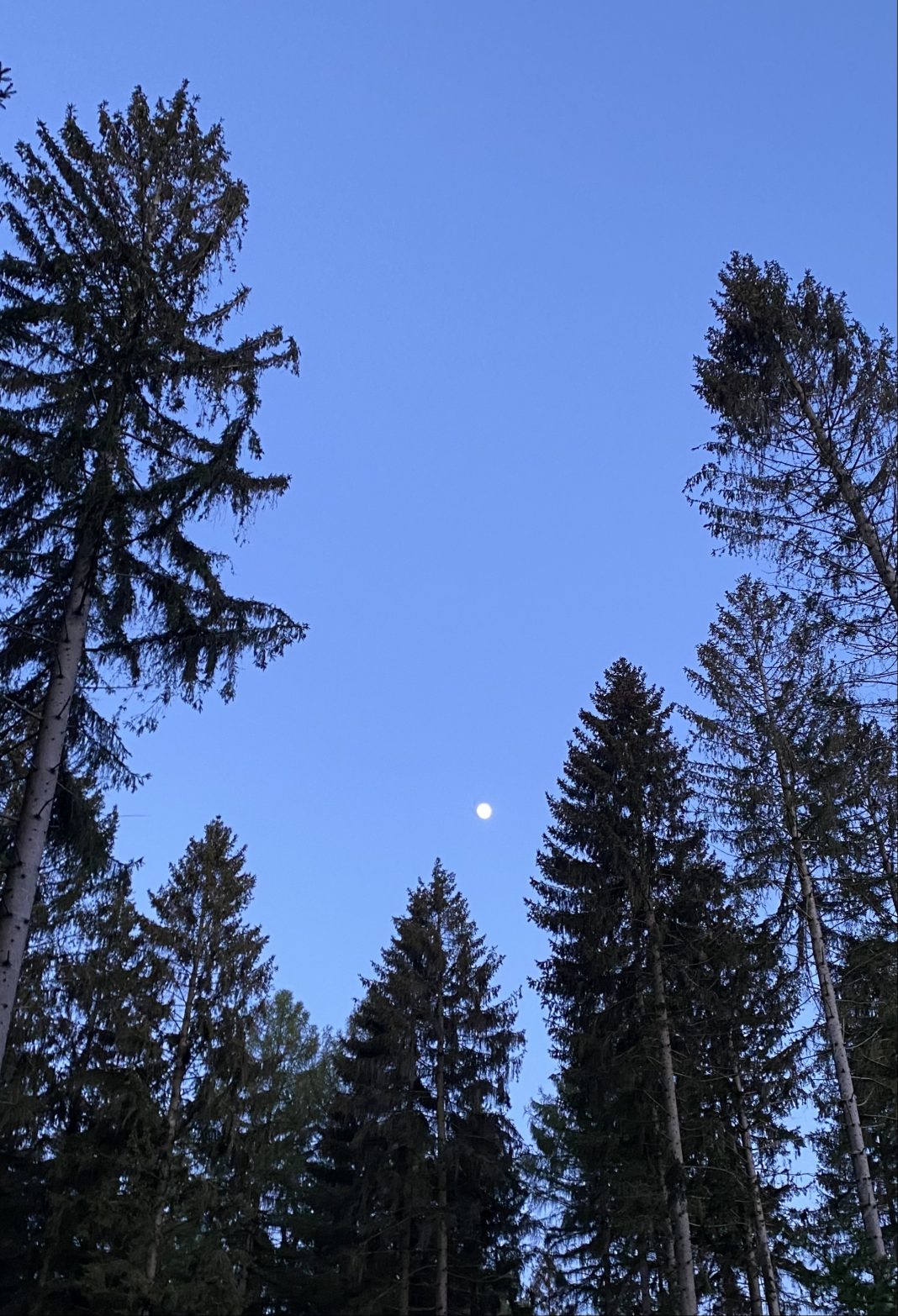 Waldnacht.Elm