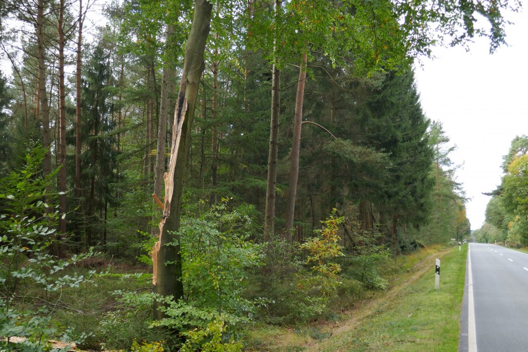 Halb abgebrochene Buche an der Straße