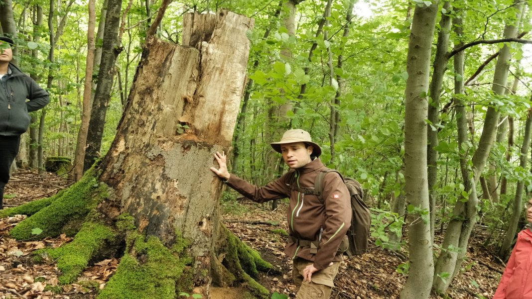 ranger_waldfrieden