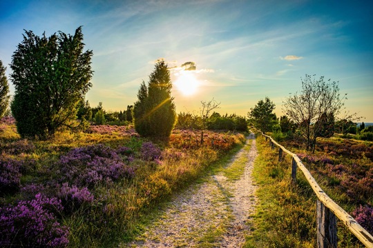 Heidschnuckenweg_RuZi_adobe.stock